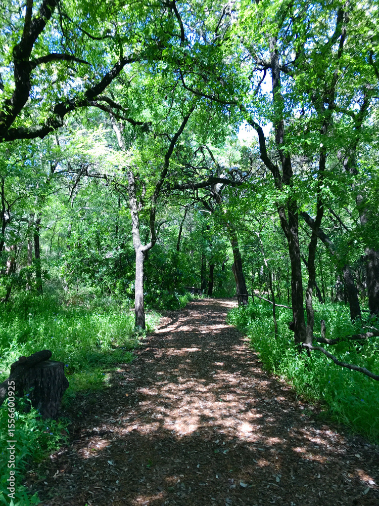 Fototapeta premium Shaded Path Through Lush Green Forest