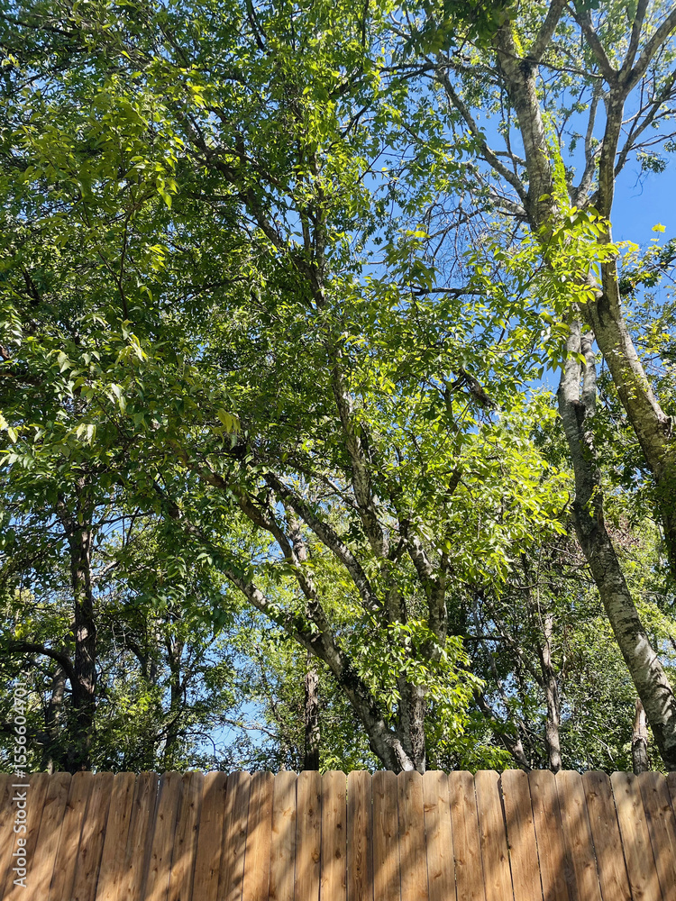Fototapeta premium Tree Canopy Over Fence Line