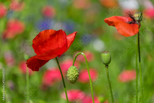 Klatschmohn (Papaver rhoeas)