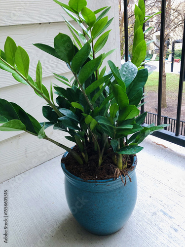 Potted ZZ Plant on Balcony