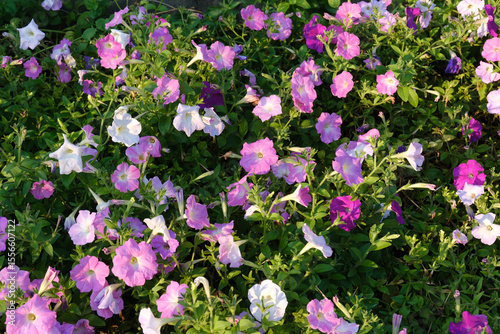 ペチュニアの花群