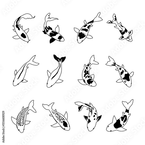 Different types of Koi Fish doodle outline set collection,koi carp fish set isolated on blue background, japanese carp and colorful oriental koi in Asia set of Chinese goldfish, koi types illustration