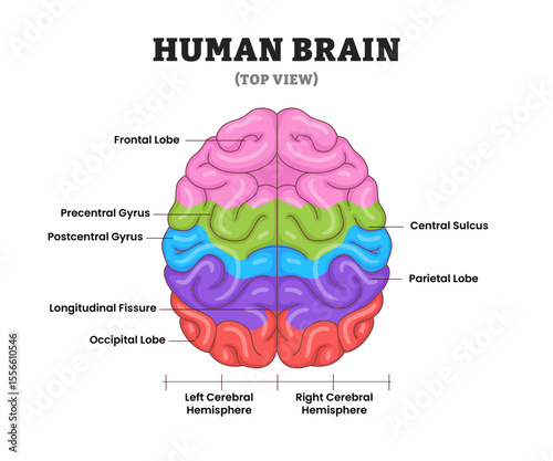 Functional areas of human brain structure anatomy diagram top view, educational medical poster design healthcare scheme, labeled motor control, vision, speech, memory processing, and emotion.
