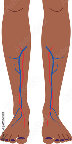 Human legs anatomy with visible veins and arteries medical vector illustration for educational purposes