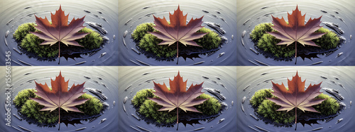 Maple leaf floating on moss in water
