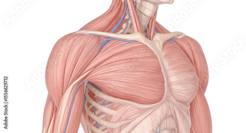 Detailed Anatomical Illustration of Human Muscles and Structure for Education