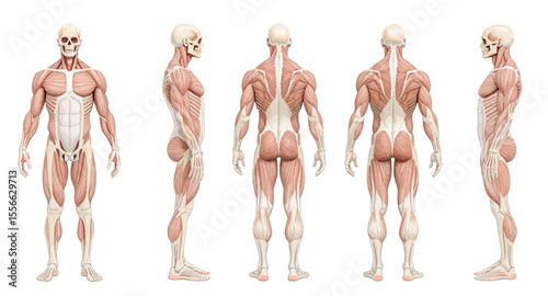 3D Anatomical Model of Human Muscles and Skeleton from Multiple Angles