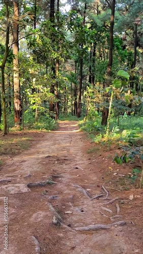 a video of a view of a path in a tropical forest