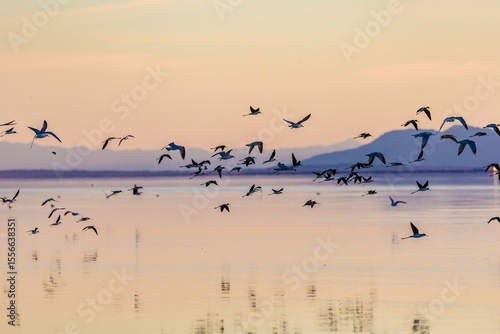 Fotografie A flock of Black-necked Stilts and gulls take flight over the calm waters of Salton Sea, Bombay Beach, California, USA, at sunset