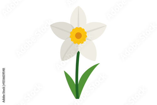 Bright spring daffodils, both white narcissus and yellow, bloom beautifully isolated on a white background