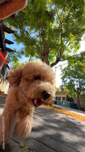 A joyful dog happily enjoys a delightful walk in a sunny, lush park filled with incredible beauty