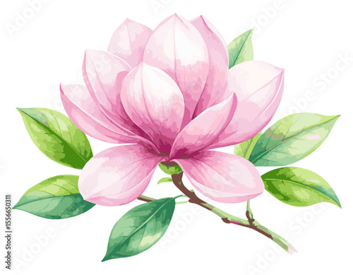 Elegant Pink Magnolia Blossom Watercolor Painting, watercolor flowers, vector watercolor flowers, Beautiful vintage flower, Watercolor flower collection