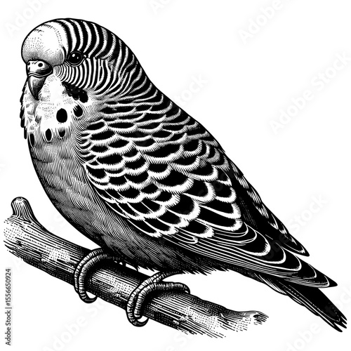 Detailed engraving illustration budgerigar perched on branch. Detailed budgerigar drawing shows bird's plumage and posture.  This budgerigar image is perfect for pet shops