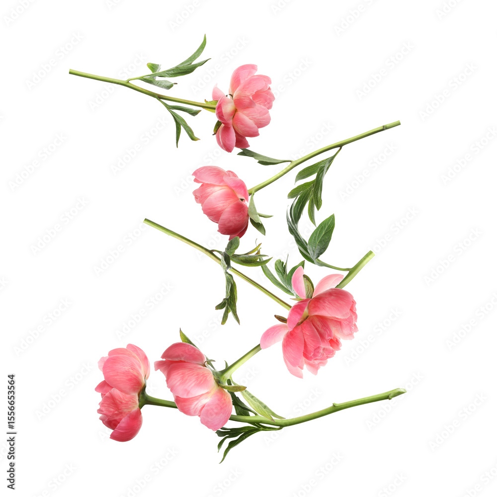 Fototapeta premium Beautiful pink peonies in air against white background