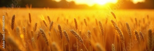 Golden hour sunlight bathes a bountiful field of ripe wheat, ready for harvest The scene evokes a sense of abundance and the culmination of a season's hard work , land, eco