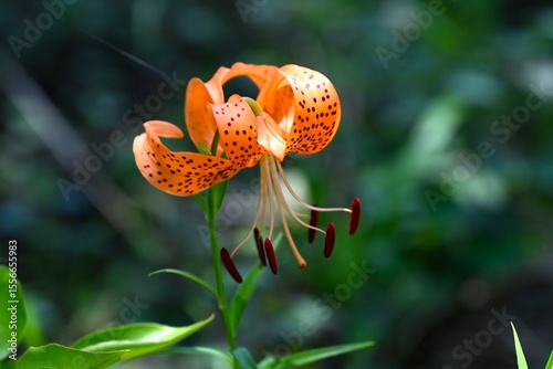 Tiger lily (Lilium lancifolium) flowers. In summer, the flowers bloom strongly recurved with orange petals and dark purple spots. The bulbs are edible.