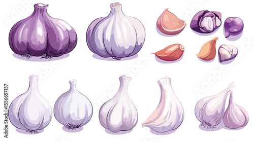 Detailed Garlic Vector Icons Flat Illustration