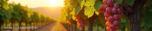 Sun-Ripened Grapes Hanging Heavy on the Vine, Ready for Harvest in a Picturesque Autumn Vineyard.  Perfect for Wine Production Imagery.