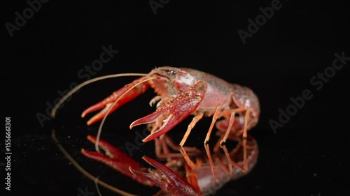 Wallpaper Mural fresh live crawfish on black background. Torontodigital.ca