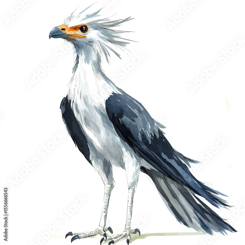 Secretary Bird, watercolor drawing vector, isolated on a white background.