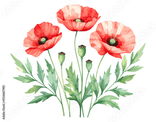 Watercolor Painting of Vibrant Red Poppies with Lush Green Foliage, watercolor flowers, vector watercolor flowers, Beautiful vintage flower, Watercolor flower collection