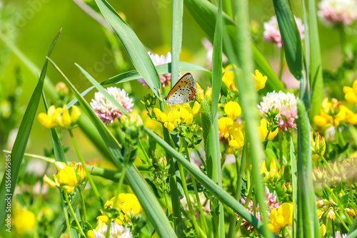 Bronze Copper butterfly perched on a wildflower and drinking sweet nectar in Ontario, Canada, 