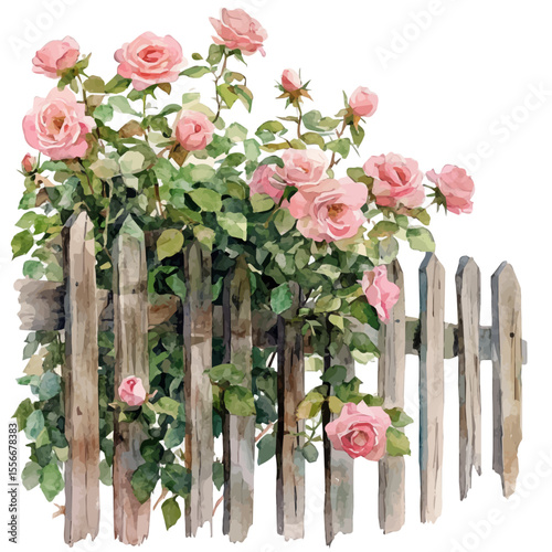 Rustic Fence Climbing Roses, watercolor drawing vector, isolated on a white background.