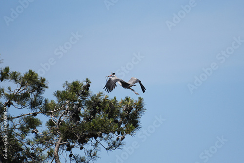 Grey Heron in flight, with twigs in its beak
