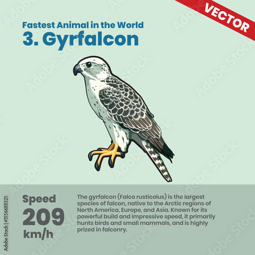 Explore the Gyrfalcon the Largest Fast Falcon in the World Reaching 209 kmh in Arctic Regions Known for Powerful Build Speed in Hunting Birds and Small Mammals with Graceful Flight