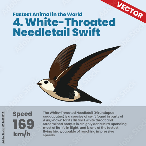 Discover the White Throated Needletail Swift One of the Fastest Flying Birds in the World Reaching 169 kmh Known for Long Flights and Impressive Speed Across Asia Skies