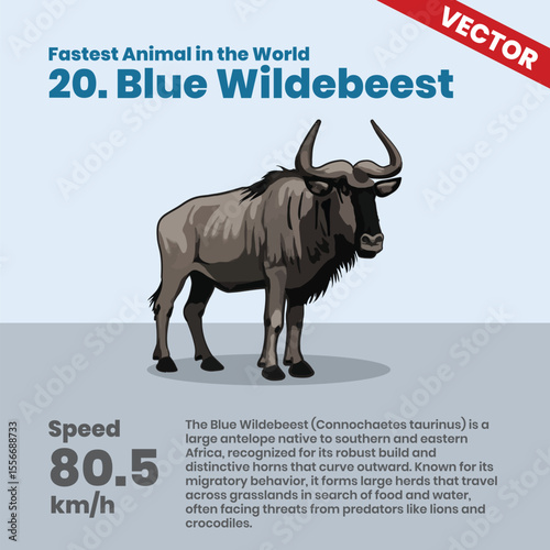 Blue wildebeest, a robust antelope native to Africa, capable of reaching 80.5 km/h during migration while forming large herds that cross grasslands to evade predators like lions and crocodiles