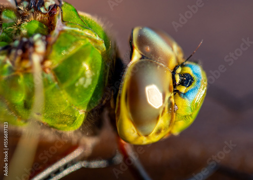 Green Darner Dragonfly macro