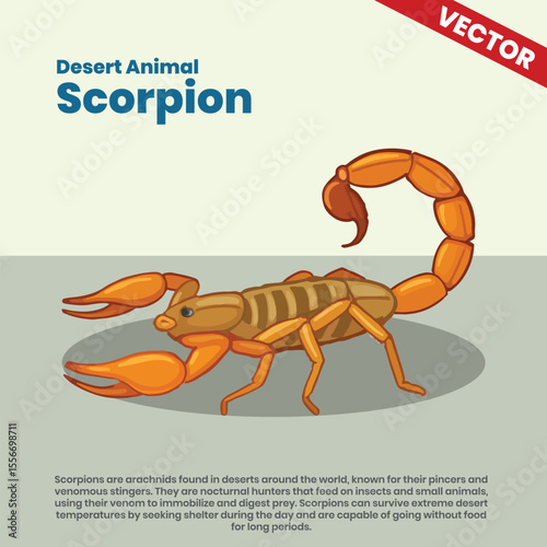 Venomous Desert Scorpion Vector Illustration – Nocturnal Arachnid Equipped with Pincers and Stinger