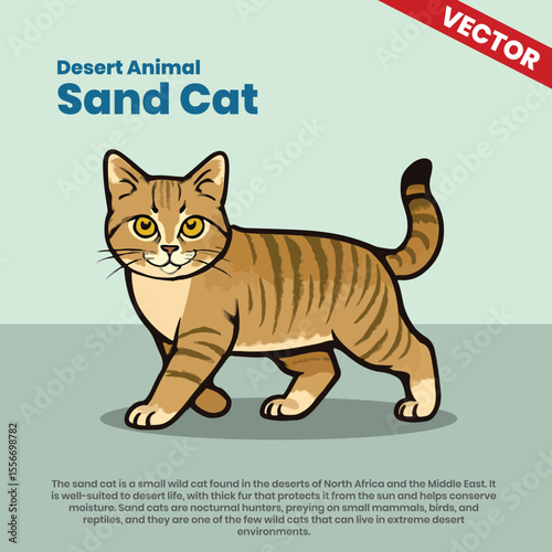 Vector Illustration of Sand Cat – Nocturnal Desert Feline from North Africa and Middle East