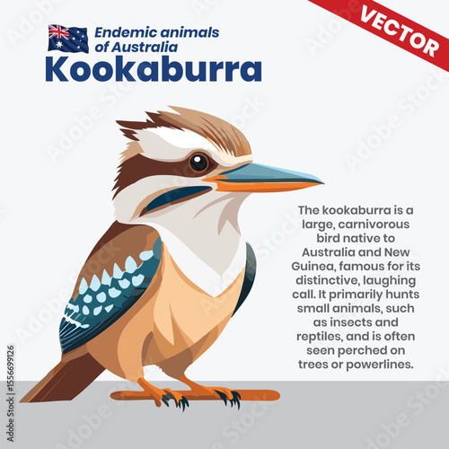 High-Quality Vector Illustration of a Laughing Kookaburra – Australia’s Carnivorous Iconic Bird