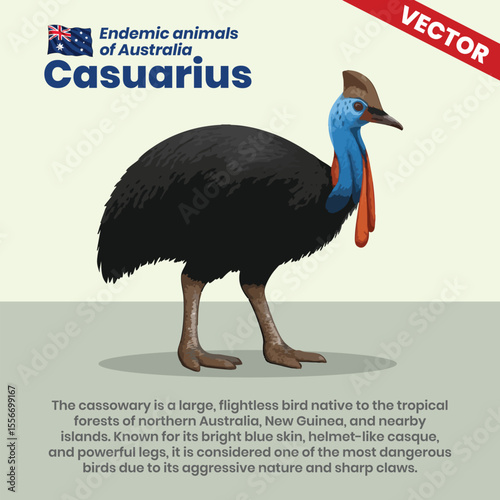 Striking Vector Design of a Cassowary – Dangerous Flightless Bird Native to Australia’s Rainforest