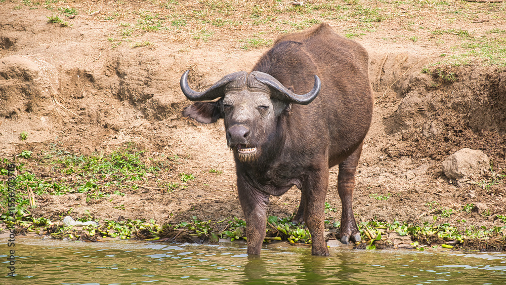 Fototapeta premium African buffalo stands at water's edge on Kazinga Channel Uganda
