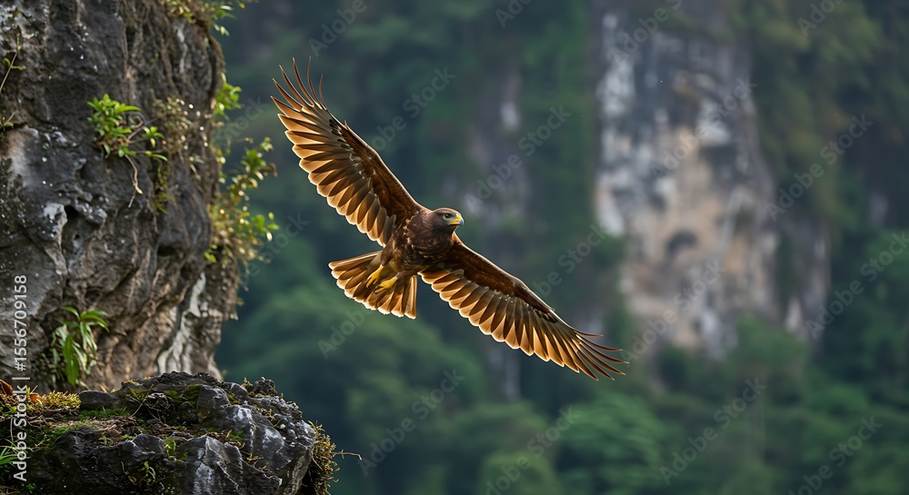 Obraz premium Javan eagle in flight
