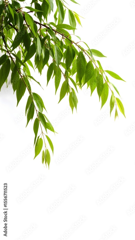 Obraz premium Isolated weeping cherry branch with beautiful blooms on a clean white background