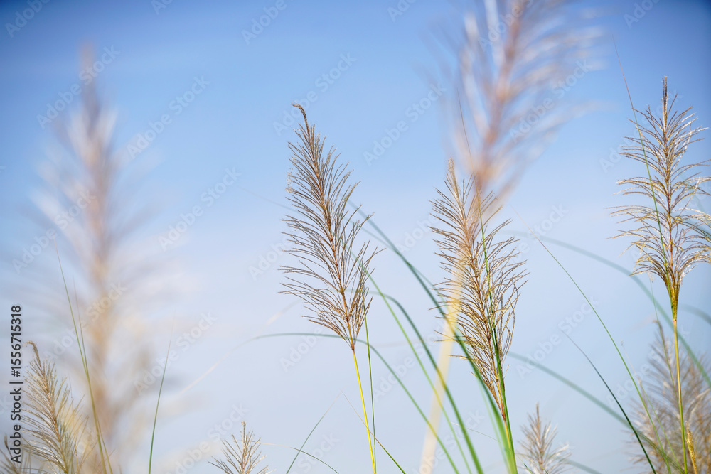 Obraz premium Wispy Grass Blades Against a Clear Blue Sky with Soft Light