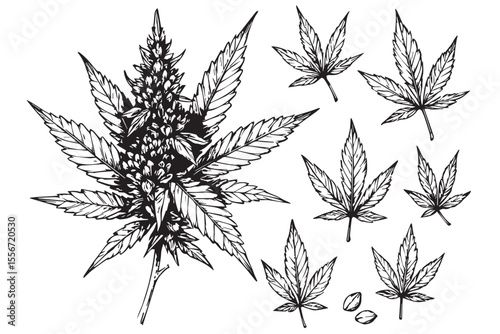 annabis Plant Illustration with Leaves and Seeds Marijuana Plant Art