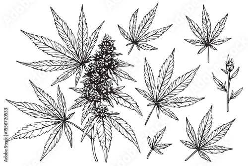 Intricate Cannabis Flower and Leaf Illustration with Seeds in Black and White Marijuana Plant Artwork