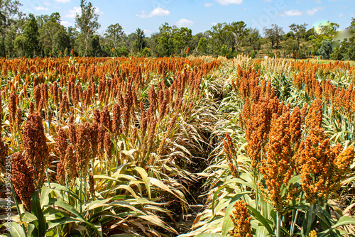Fototapete The sorghum plants have turned brown-orange, now just awaiting the day to be rea