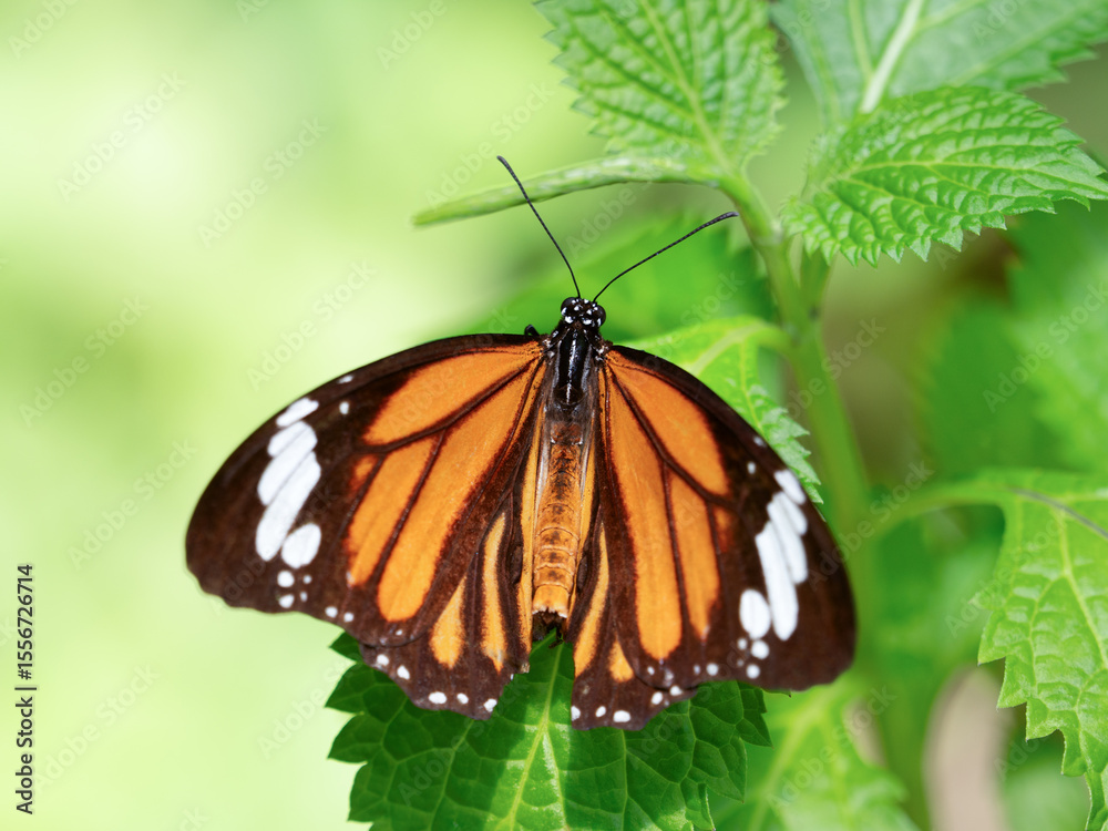 Obraz premium チョウ スジグロカバマダラ