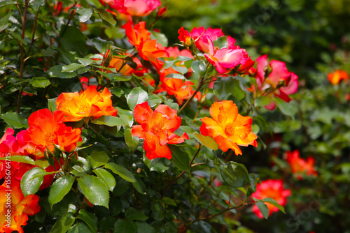 Beautiful roses in full bloom at the Japan Rose Garden.