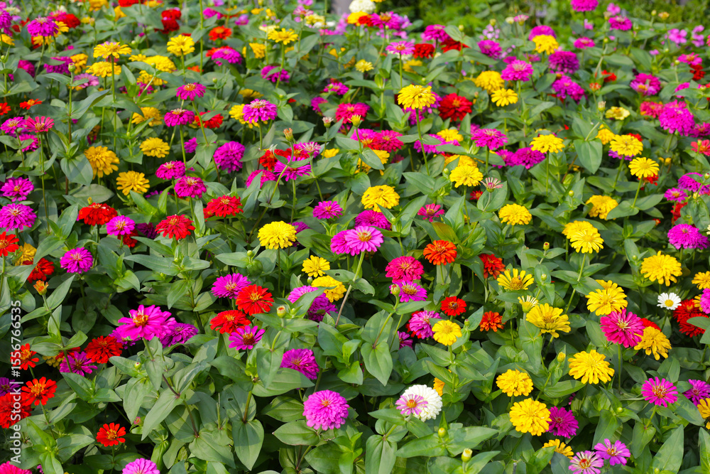 Fototapeta premium Colorful zinnias in full bloom