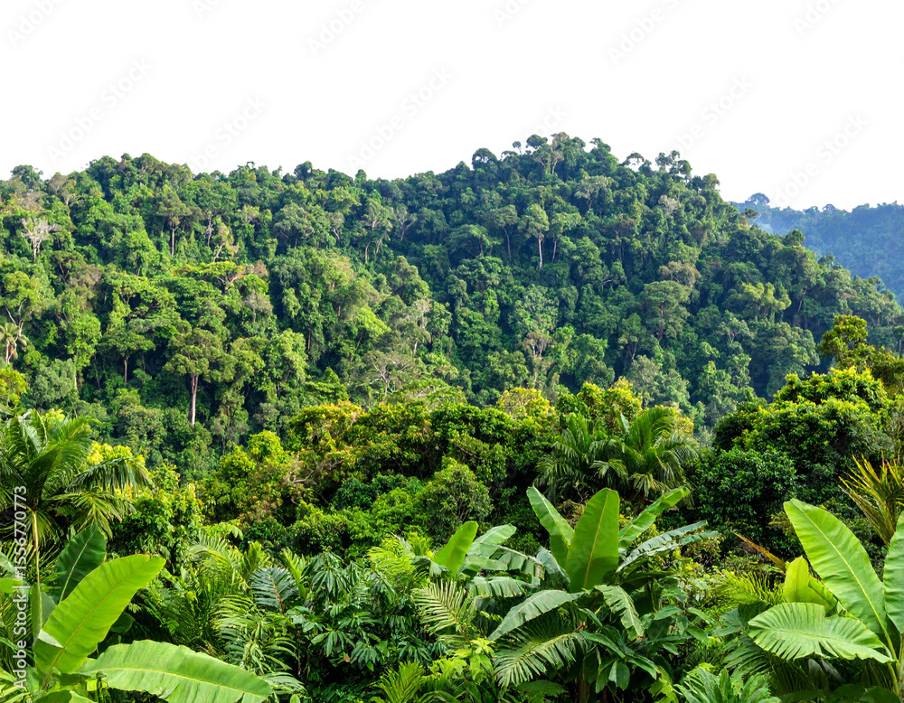 Obraz premium Rainforest transparent background