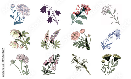 Beautiful Hand Drawn Botanical Flower Illustrations Collection In Vintage Pastel Style – Elegant Bloom Designs Perfect For Nature Art, Stationery, And Digital Prints (19)