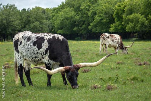 Принти на полотні Black Spotted and Roan Spotted Texas Longhorns with Upswept Horns in a Green Fie
