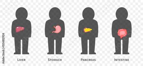 The human body systems cartoon illustration Set 2 of 3. Includes hepatobiliary , gastrointestinal or digestive system . Isolated transparent background . Vector .